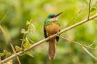Brazil-Pantanal Rufous-tailed jacamar bird close-up Art Print